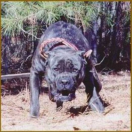 presa canario - Caini