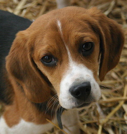 Beagle3