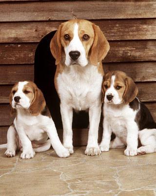 beagles 6 - beagle