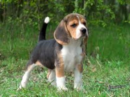 beagle 8