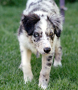 220px-BorderColliePupTheEye_wb - border collie