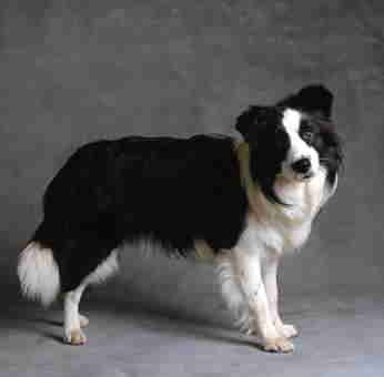 border-collie-14 - border collie