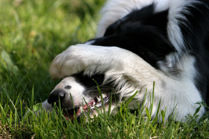 border-collie-28 - border collie