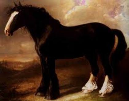 shire horse - shire