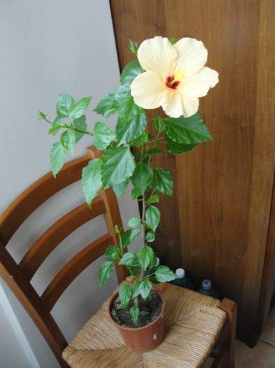 hibi cairo somon - B-hibiscus-planta intreaga-2012