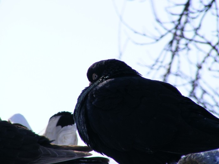 DSCF1393 - poze noi porumbei mei iarna 2012