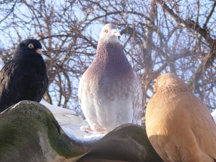 DSCF1576 - poze noi porumbei mei iarna 2012