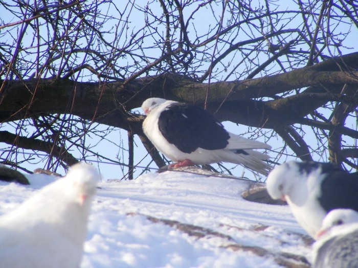 DSCF1582 - poze noi porumbei mei iarna 2012