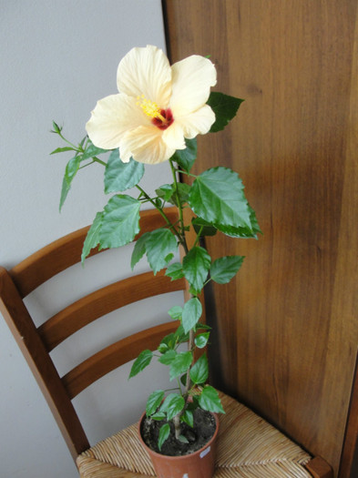  - B-hibiscus-planta intreaga-2012