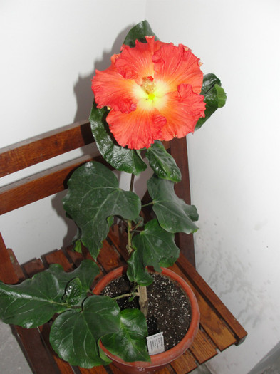 hibi hot paprika - B-hibiscus-planta intreaga-2012