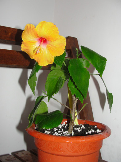 hibi fijian yellow - B-hibiscus-planta intreaga-2012