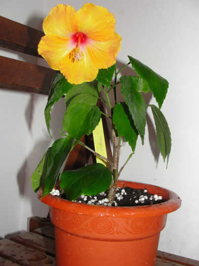  - B-hibiscus-planta intreaga-2012