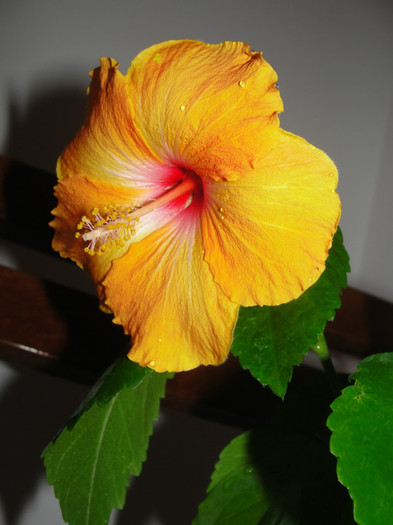 09.01.2012 - B-hibiscus-2012 1