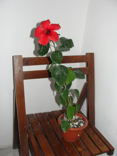 hibi camdenii - B-hibiscus-planta intreaga-2012