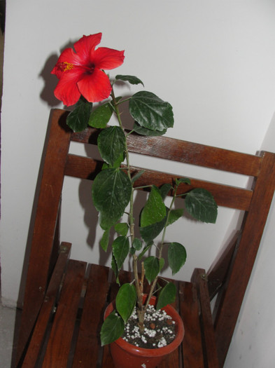  - B-hibiscus-planta intreaga-2012