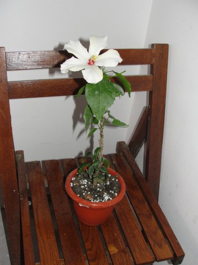 hibi cairo white - B-hibiscus-planta intreaga-2012