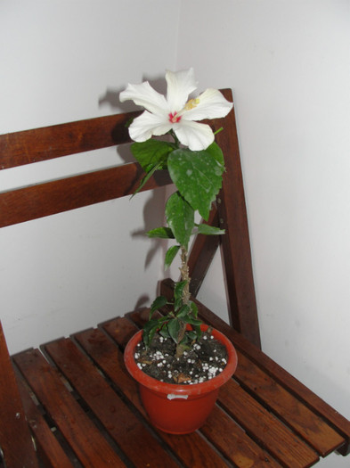  - B-hibiscus-planta intreaga-2012