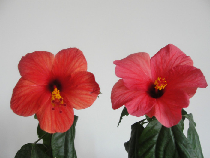 16.01.2012 - B-hibiscus-2012 1