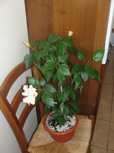 hibi roz pal batut - B-hibiscus-planta intreaga-2012