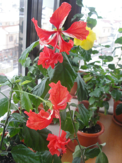 23.01.2012 - B-hibiscus-2012 1