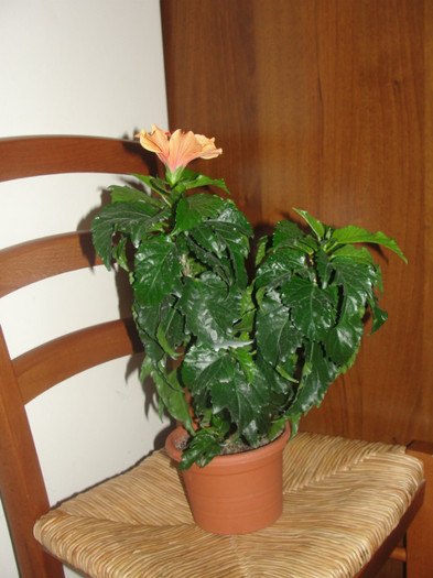 hibi duet - B-hibiscus-planta intreaga-2012