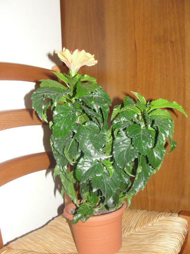  - B-hibiscus-planta intreaga-2012