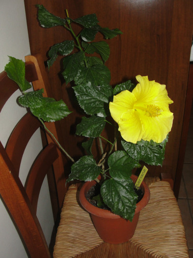 hibi senegal - B-hibiscus-planta intreaga-2012