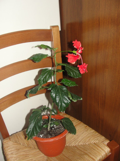 hibi schizopetalus pagoda - B-hibiscus-planta intreaga-2012