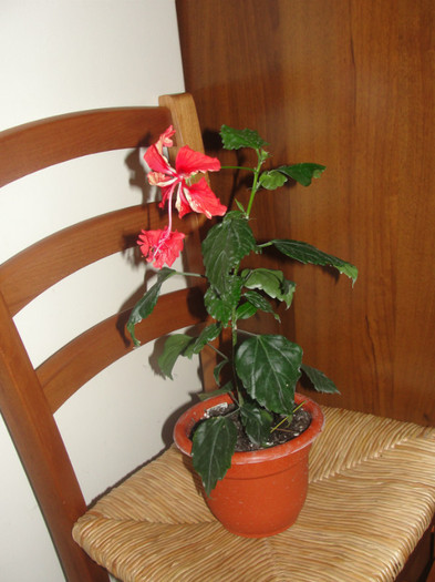  - B-hibiscus-planta intreaga-2012