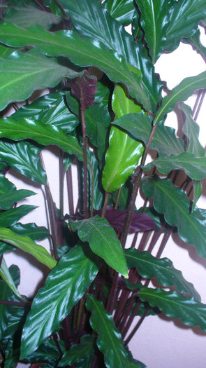 P1020827 - calathea de vanzare