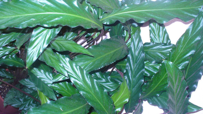 P1020829 - calathea de vanzare