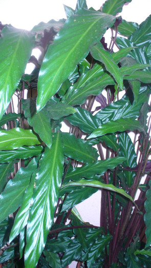 P1020831 - calathea de vanzare