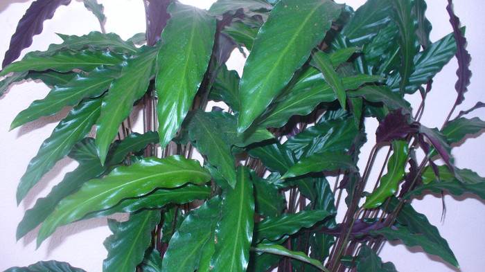 P1020832 - calathea de vanzare