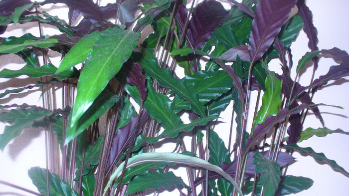 P1020834 - calathea de vanzare