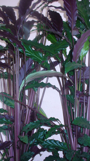 P1020835 - calathea de vanzare