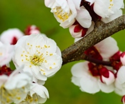 cherry-blossoms-japan_thumb - poze artistice cu flori