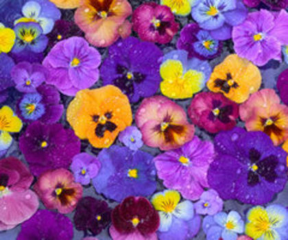 gulin-darrell-pansy-flowers-floating-in-bird-bath-with-dew-drops-sammamish-washington-usa_thumb - poze artistice cu flori