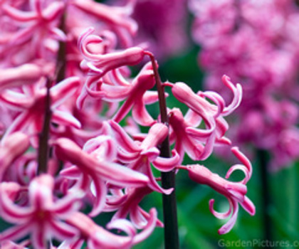 high-res-images-pink-spring-flowers_thumb - poze artistice cu flori