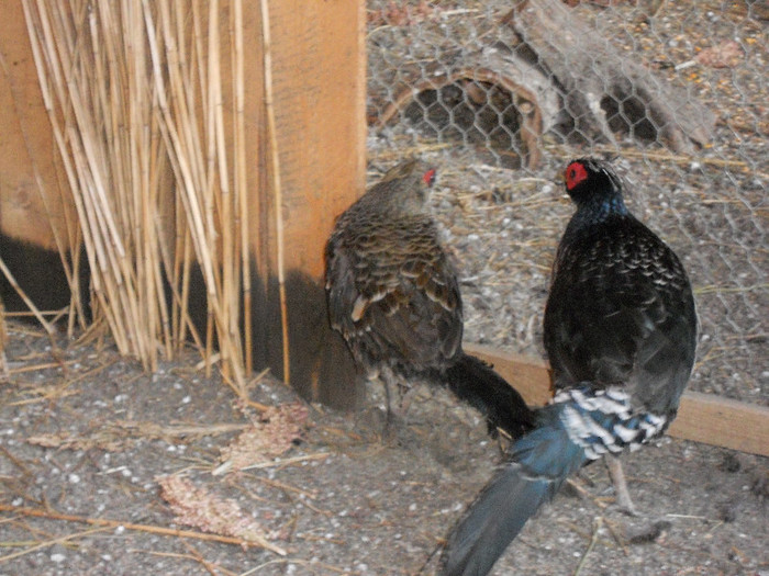 DSCN0023 - Fazanul Nepal