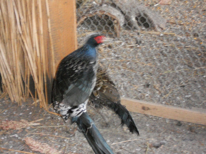 DSCN0024 - Fazanul Nepal