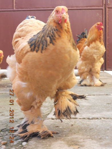 brahma 131 - gaini Brahma Columbia