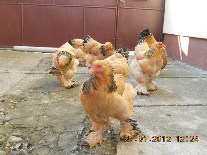 brahma 133 - gaini Brahma Columbia