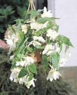 Pendula alba, Dim. 5-6, Pret 4 lei