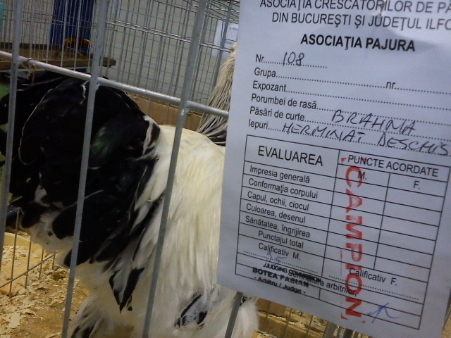 DSC00157 - 7 - a  EXPO PAJURA OTOPENI 26-29 IAN 2012