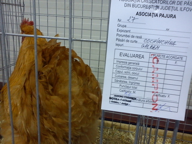 DSC00162 - 7 - a  EXPO PAJURA OTOPENI 26-29 IAN 2012