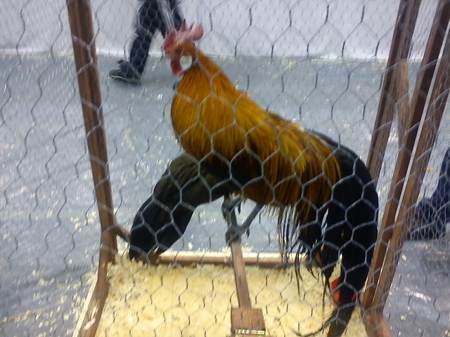 DSC00342 - 7 - a  EXPO PAJURA OTOPENI 26-29 IAN 2012