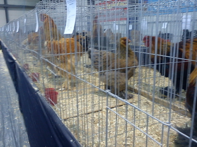 DSC00352 - 7 - a  EXPO PAJURA OTOPENI 26-29 IAN 2012