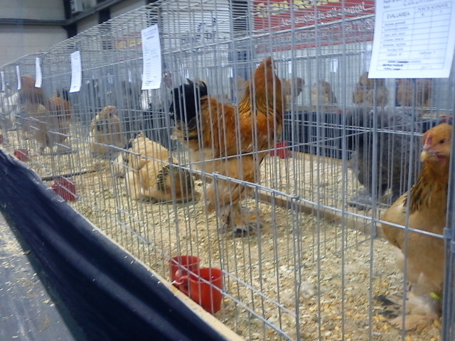 DSC00353 - 7 - a  EXPO PAJURA OTOPENI 26-29 IAN 2012