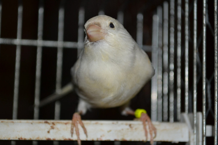 DSC_0423 - CANARI DE CULOARE