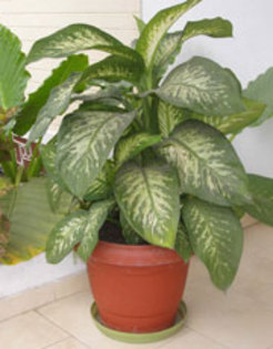 Diffenbachia - DIEFFENBACHIA